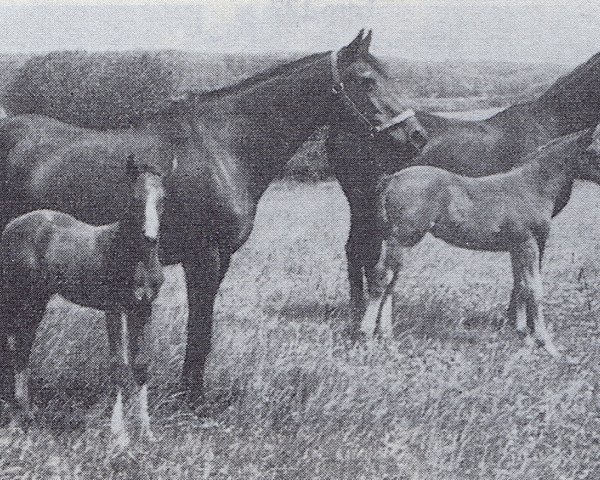 broodmare Amica (Trakehner, 1940, from St. Szirgupoener) broodmare Amica (Trakehner, 1940, from St. Szirgupoener)
