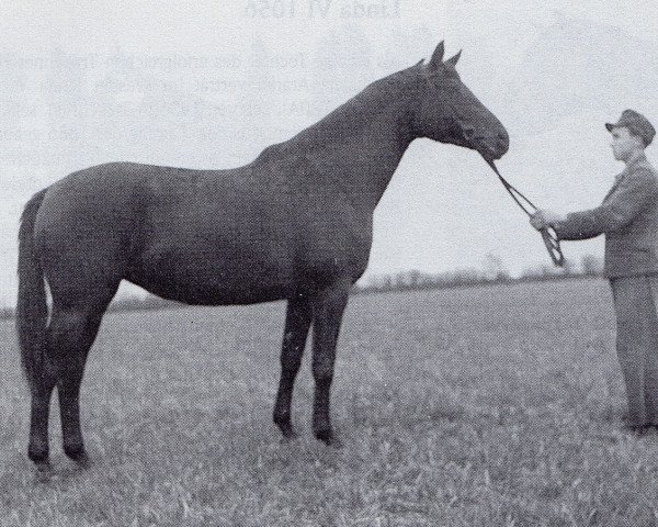 broodmare Herbstzeit (Trakehner, 1942, from Bussard 3425)