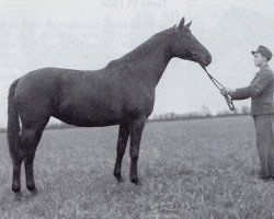 broodmare Herbstzeit (Trakehner, 1942, from Bussard 3425)
