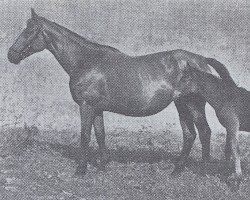 broodmare Suska (Trakehner, 1941, from Hellespont 4113)