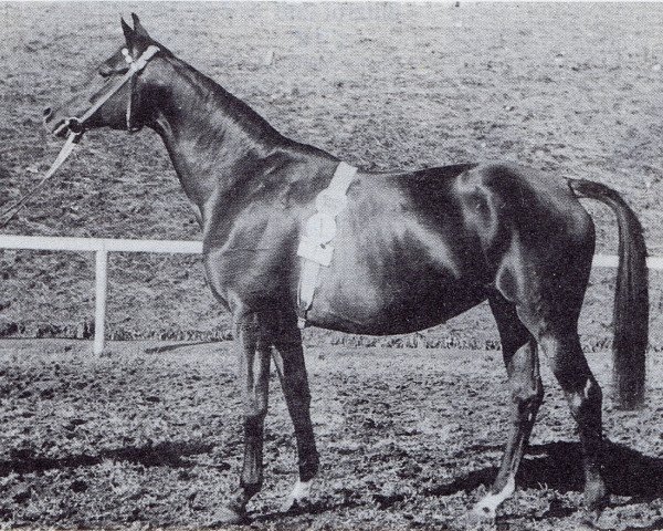 broodmare Polarfahrt (Trakehner, 1940, from Bussard 3425)