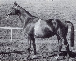 broodmare Polarfahrt (Trakehner, 1940, from Bussard 3425)