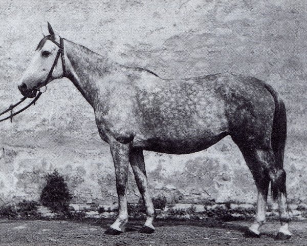 broodmare Peraea (Trakehner, 1943, from Hirtensang)