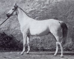 Zuchtstute Pelargonie (Trakehner, 1942, von Lowelas ox 4178)