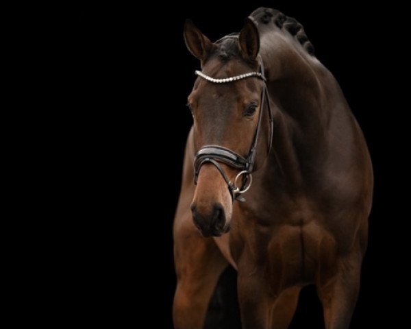 jumper Epopeja (Holsteiner, 2011, from Contender)