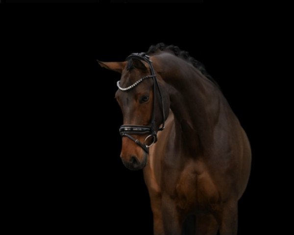 horse Swansea See Of Love (Hanoverian, 2013, from Stakkato)