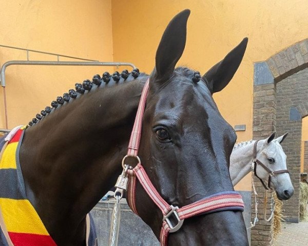 Pferd Dark Lord Silvano (Oldenburger, 2011, von Sandro Hit)