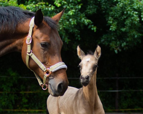 horse Imani (German Riding Pony, 2021, from Cadlanvalley Sir Ivanhoe)