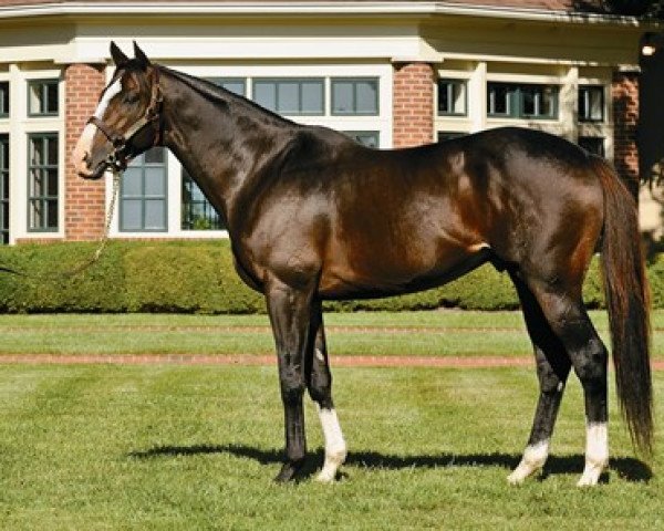 stallion Courageous Cat xx (Thoroughbred, 2006, from Storm Cat xx) stallion Courageous Cat xx (Thoroughbred, 2006, from Storm Cat xx)