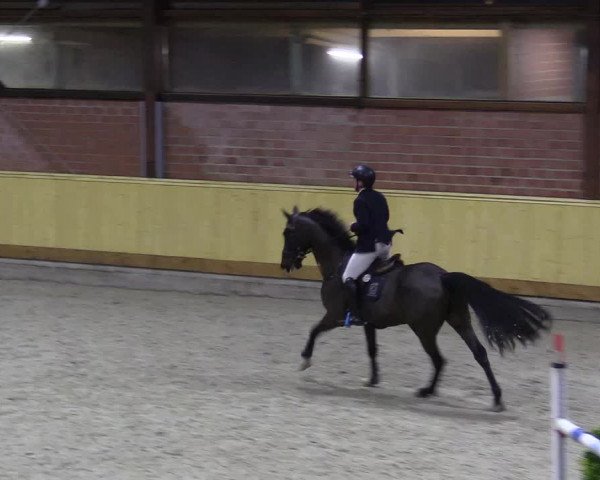 Reitturnier Hamburg-Friedrichshulde/Sylva Kuhrt 2022