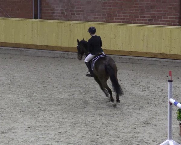 Reitturnier Hamburg-Friedrichshulde/Sylva Kuhrt 2022