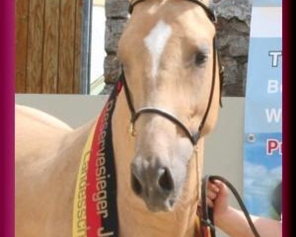 dressage horse Grammemühle's Golden Avalon (German Riding Pony, 2006, from FS Golden Highlight)