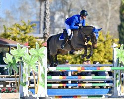jumper Cc Chiva (Danish Warmblood, 2017)