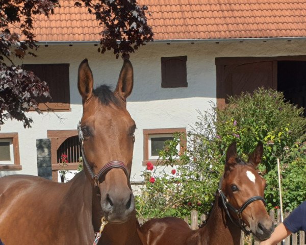 horse Noraya S (Holsteiner, 2020, from Cordess 2)
