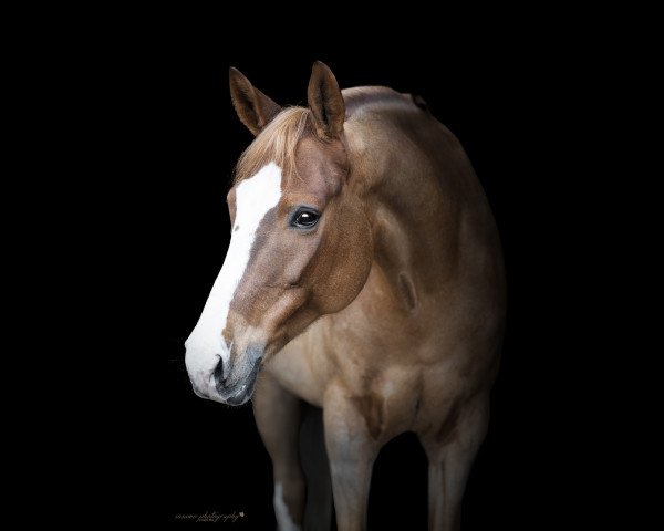 broodmare Daily Dream (German Riding Pony, 2013, from Dreidimensional AT NRW)