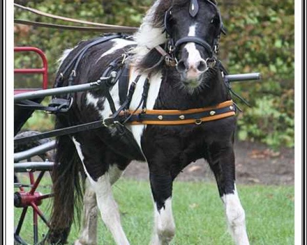 broodmare Candy vom Olendiek (Dt.Part-bred Shetland pony, 2006, from Flashdancer)