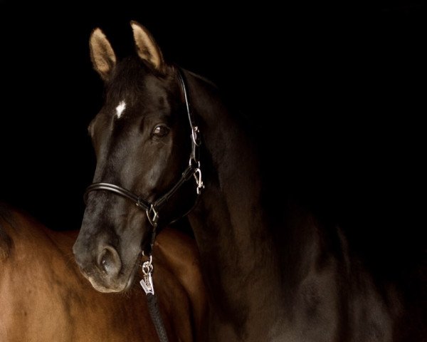 Cavallo Fjäll Raven (Renano, 1998, di Fidermark)