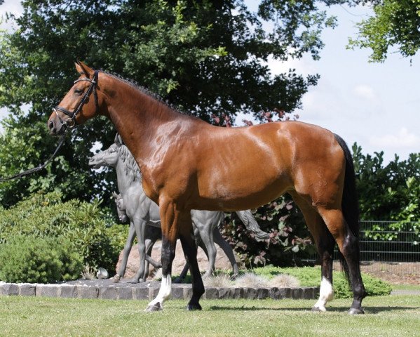 broodmare Electra V (Westphalian, 2008, from Ehrentanz I)