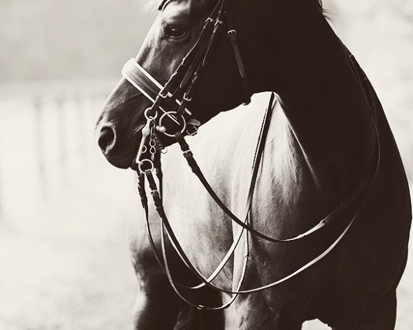 horse Shekerim (Westphalian, 2004, from Show Star)
