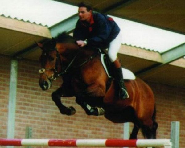 stallion Optimist (KWPN (Royal Dutch Sporthorse), 1996, from Kojak) stallion Optimist (KWPN (Royal Dutch Sporthorse), 1996, from Kojak)