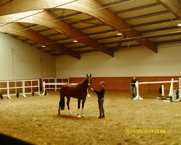 broodmare Wicked (Oldenburg,  , from Imperio 3)