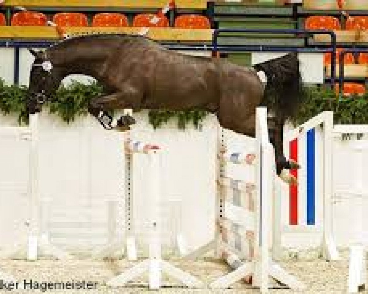 stallion Don Mour (German Riding Pony, 2010, from Donnerhall)