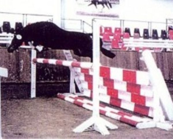 Deckhengst Fritzchen (Deutsches Reitpony, 1989, von Fiorello)