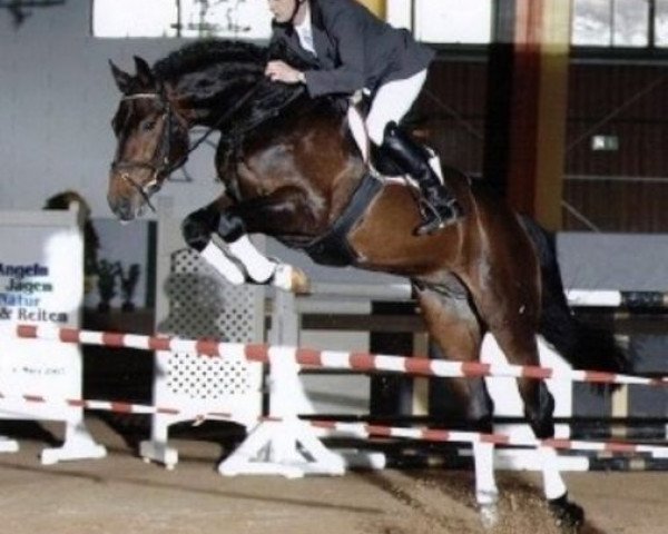 Deckhengst Graf Sandro (Hannoveraner, 2003, von Graf Top)