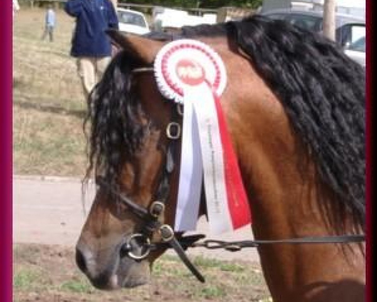 stallion Vikarien's Jel. (Welsh mountain pony (SEK.A), 1992, from Bengad Red Maple)