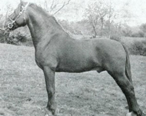 Deckhengst Llanarth Goldcrest (Welsh-Cob (Sek. C), 1945, von Pistill Gold Flake) Deckhengst Llanarth Goldcrest (Welsh-Cob (Sek. C), 1945, von Pistill Gold Flake)