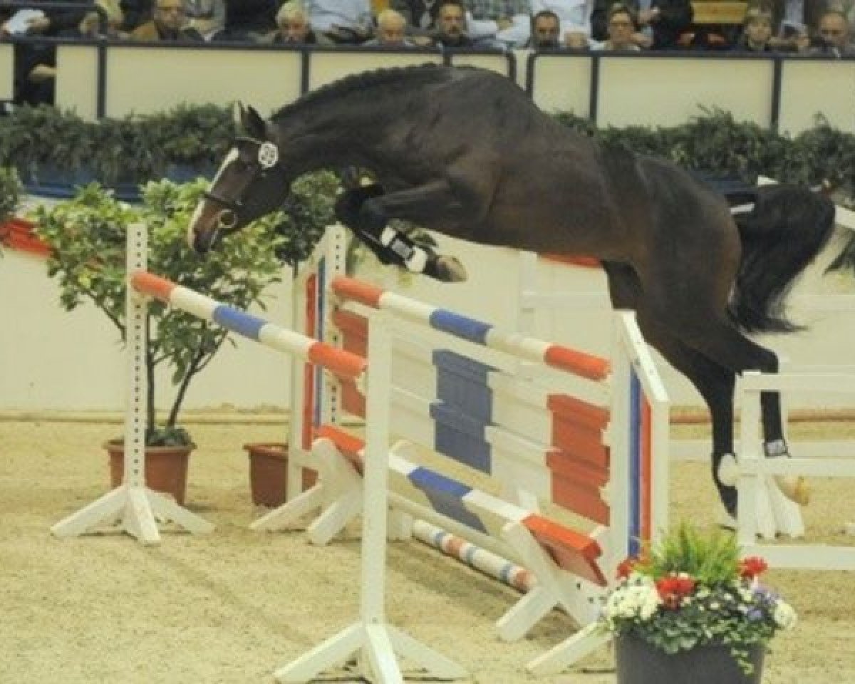 stallion Chinari (Holsteiner, 2007, from Cassini II)