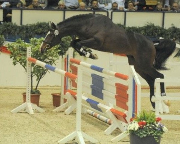 stallion Chinari (Holsteiner, 2007, from Cassini II)