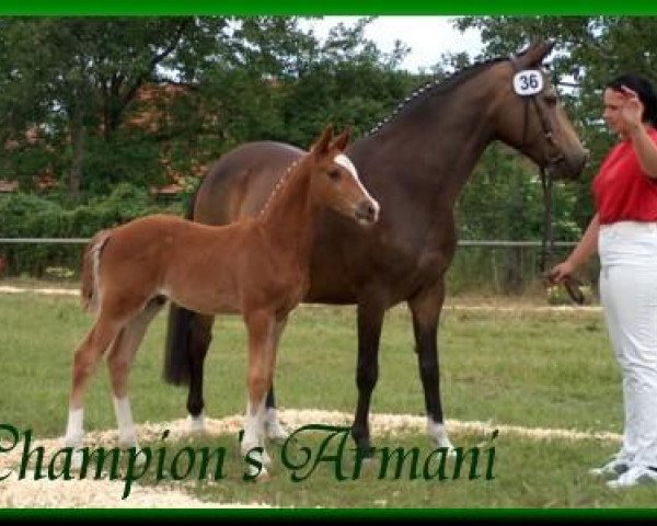 dressage horse Champion's Armani (German Riding Pony, 2004, from FS Champion de Luxe)