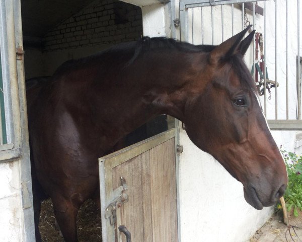 jumper Campino (Westphalian, 2003, from Collin L)