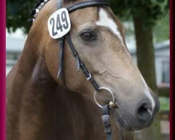 broodmare Adria (German Riding Pony, 1994, from Makuba)