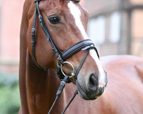broodmare Rivaia M (Hanoverian, 2007, from Rubinero 2)
