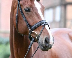 broodmare Rivaia M (Hanoverian, 2007, from Rubinero 2)