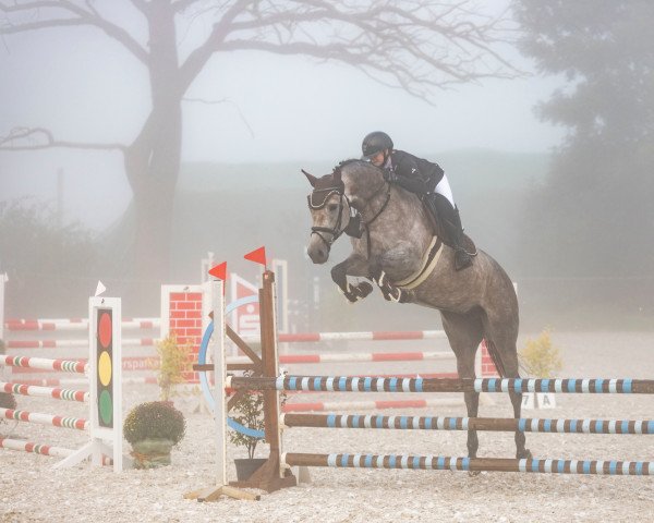 jumper Chacoon's Lady (Oldenburg show jumper, 2016, from Chacoon Blue)