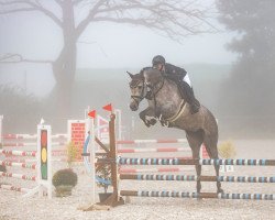 jumper Chacoon's Lady (Oldenburg show jumper, 2016, from Chacoon Blue)