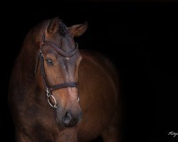 Pferd Rocketman S (Hannoveraner, 2016, von Hbc Regilio)