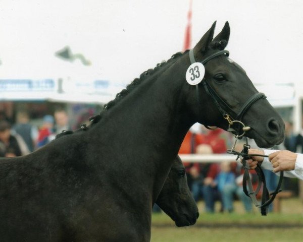 broodmare Insterurmel aus dem Eis (Trakehner, 1995, from Padrons Mahogany ox)