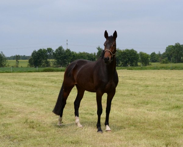 broodmare Santa Domenica (Westphalian, 2009, from San Amour I)