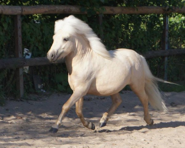 Pferd Kimboy vom Nimstal (Shetland Pony, 2011, von Kimba)