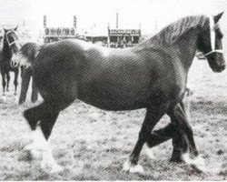 broodmare Wyre Star (Welsh-Cob (Sek. C), 1944, from Brenin Gwalia)