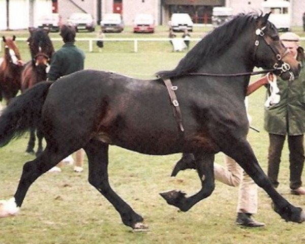 stallion Cathedine Express (Welsh-Cob (Sek. D), 1982, from Parc Welsh Flyer) stallion Cathedine Express (Welsh-Cob (Sek. D), 1982, from Parc Welsh Flyer)