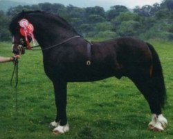 stallion Carregcoch Bleddyn (Welsh-Cob (Sek. D), 1988, from Cathedine Express)