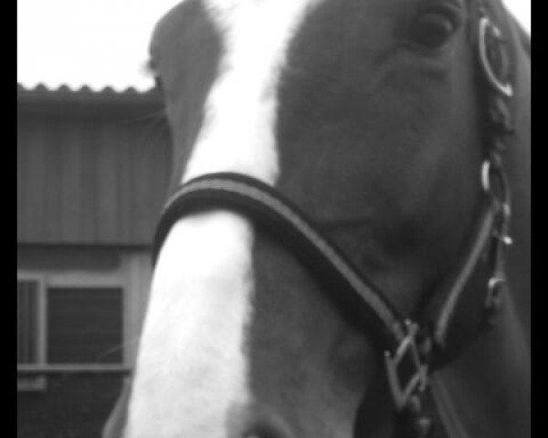Springpferd Wiola (Deutsches Sportpferd, 2004, von Magnat II)