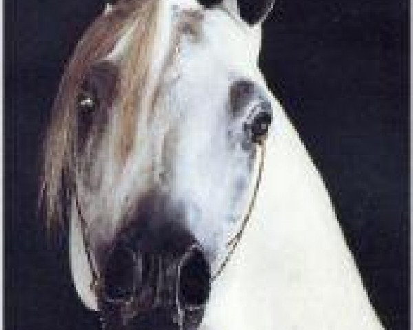 stallion Asfour 1984 EAO (Arabian purebred, 1984, from Malik 1970 EAO)