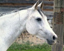 broodmare Hosna EAO (Arabian purebred, 1965, from Ibn Maisa EAO)