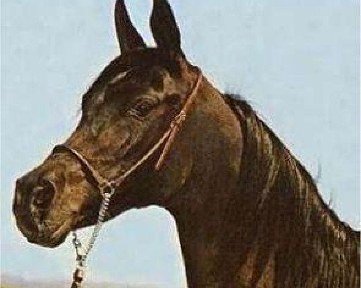 broodmare Bint El Bataa 1955 EAO (Arabian purebred, 1955, from Nazeer 1934 RAS)